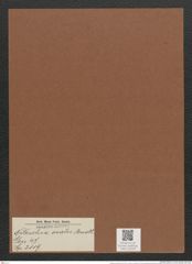 Nitzschia ovalis Arnott. (de-Toni-Nr.: Genus 47, Species 2119) Zeichnungen Sammlung Grunow Mappe 02239 (Herbarium_W_Grunow_drawings_Folder_02239)